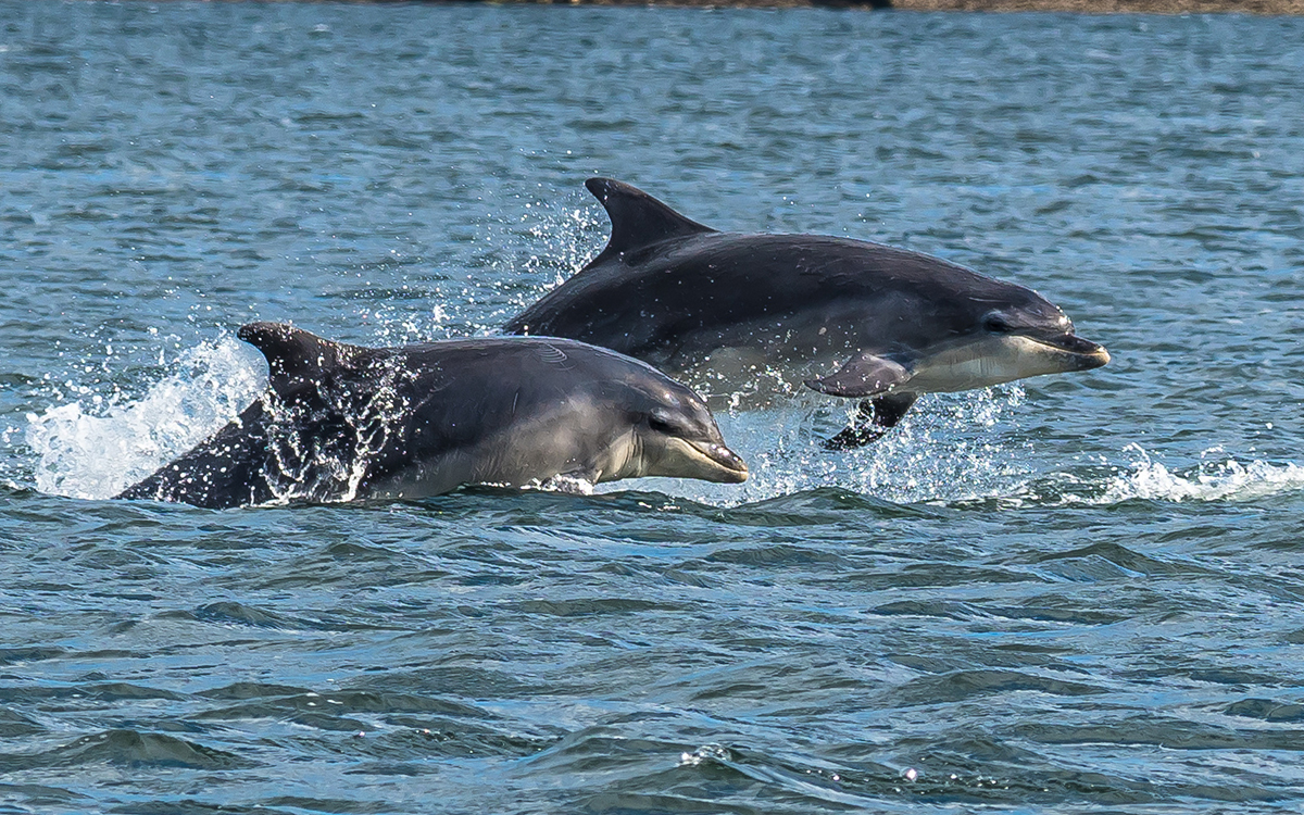 Moray Firth Dolphins